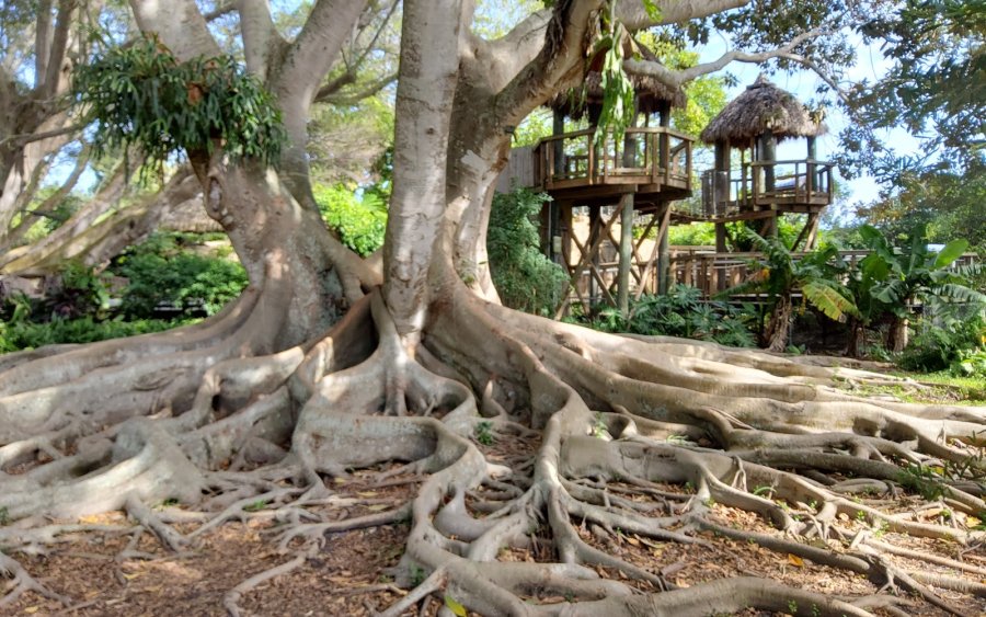 Marie Selby Botanical Gardens — photo 3 of 4