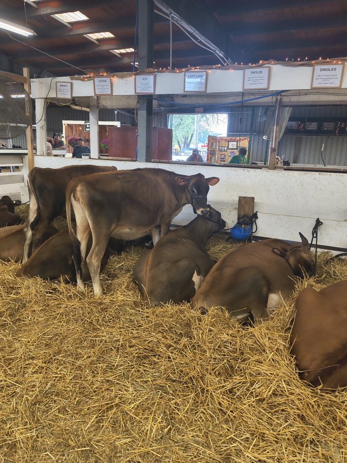 Bloomsburg Fair — photo 3 of 4