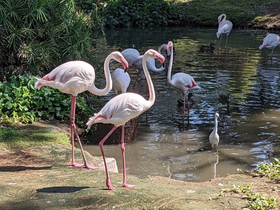 Phoenix Zoo — photo 4 of 4