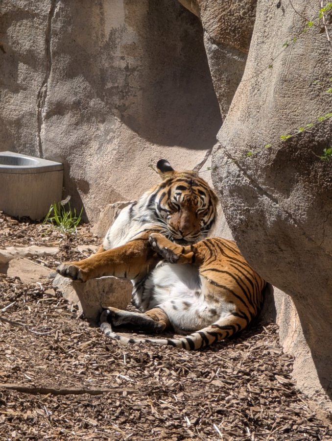 El Paso Zoo — photo 4 of 4