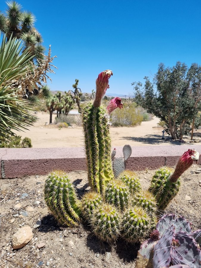 Joshua Tree Retreat Center — photo 2 of 4