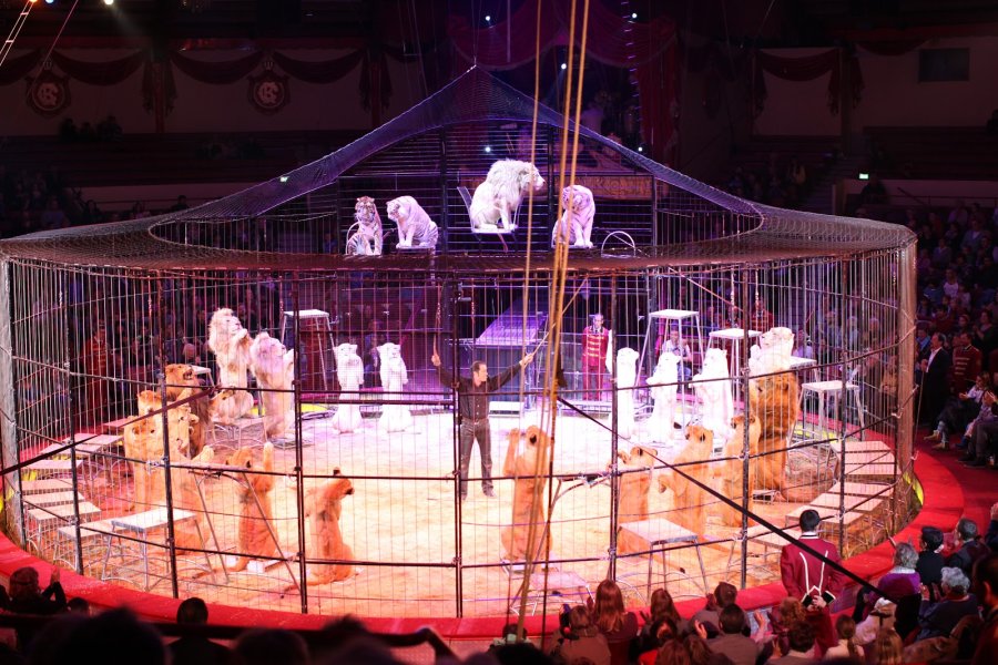 Circus Krone Munich — photo 4 of 4