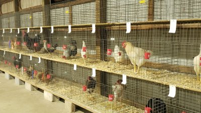 Ashland County Fairgrounds — photo 4 of 4