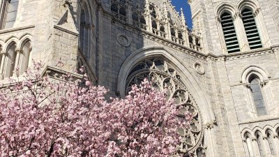 Cathedral Basilica of the Sacred Heart