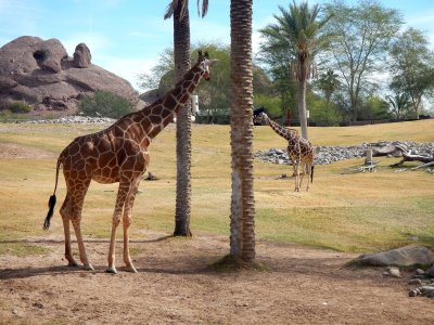 Phoenix Zoo — photo 2 of 4