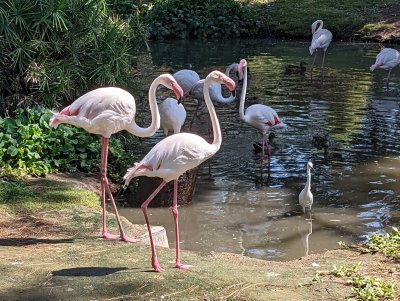 Phoenix Zoo — photo 4 of 4