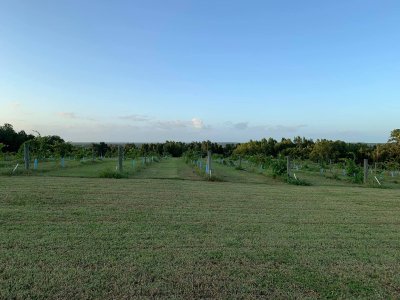 Sparacia Witherell Family Winery & Vineyards — photo 4 of 4