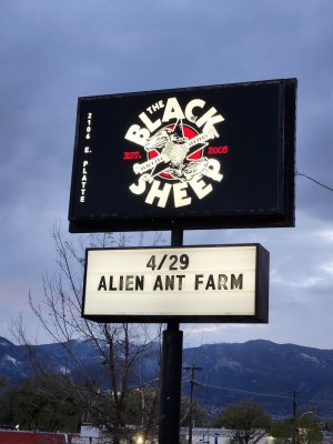 Black Sheep — photo 2 of 4
