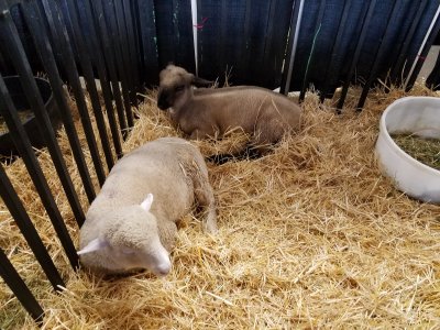 Puyallup Fairgrounds At Washington State Fair Events Center — photo 4 of 4