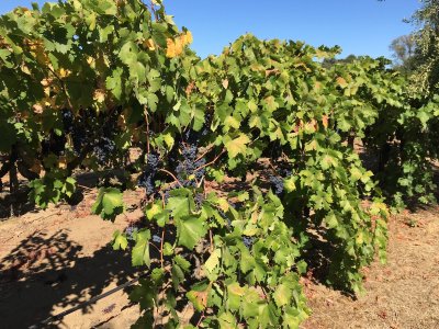 Jessie's Grove Winery — photo 2 of 4